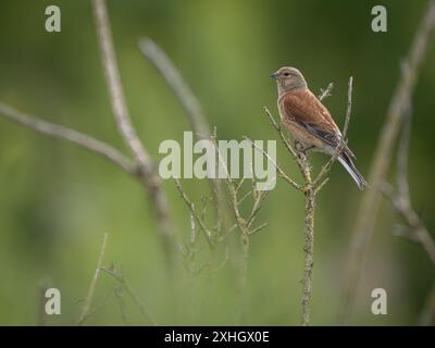Linnet femelle perché sur une branche d'arbre Banque D'Images