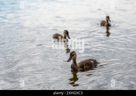 Trois canetons nagent dans un plan d'eau. L'eau est calme et les canards se déplacent en ligne Banque D'Images