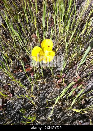 Lis de Mariposa jaune (Calochortus luteus) Banque D'Images