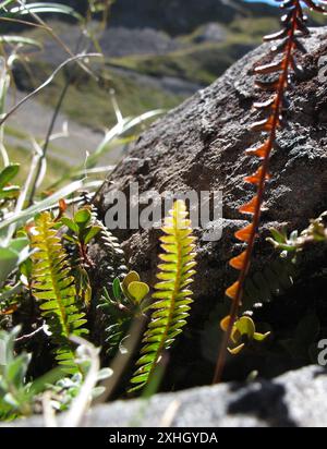 Petite fougère dure (Blechnum penna-marina) Banque D'Images