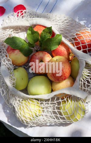 Pommes vertes et rouges avec des feuilles dans un sac mech en coton blanc. Sac à provisions écologique réutilisable photo rapprochée. Pommes mûres dans un sac à ficelle Banque D'Images