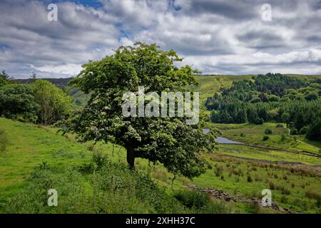 Pâturages par Calf Hey Reservoir Banque D'Images
