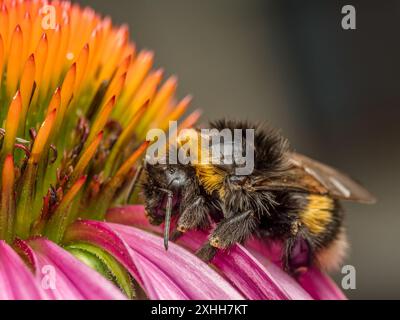 Gros plan d'un bourdon mouillé trempé reposant sur la tête de fleur d'échinacée après de fortes pluies Banque D'Images