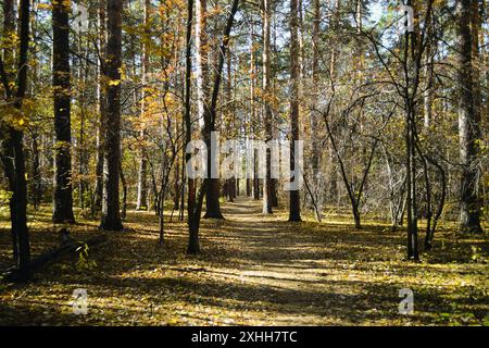 Le chemin entre l'allée des grands pins dans la forêt ensoleillée d'automne Banque D'Images