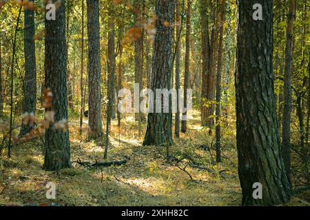 Troncs de pins dans un épais fourré d'une forêt d'automne baignée de soleil Banque D'Images