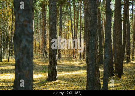 Troncs de pins dans un épais fourré d'une forêt d'automne baignée de soleil Banque D'Images