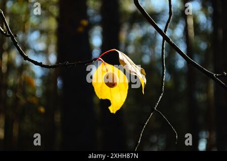 Pomme de crabe jaune sur une branche abritée avec une feuille jaune Banque D'Images
