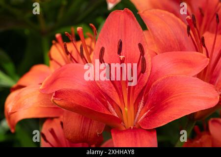 Lys asiatiques rouges vifs en pleine floraison. Banque D'Images