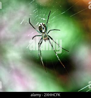 Argiope aurantia est une espèce d'araignée, communément appelée araignée de jardin, Banque D'Images