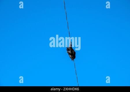 Raven perché sur une ligne électrique à Iqaluit, Nunavut, Canada Banque D'Images