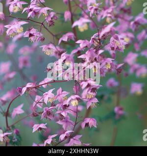 Gros plan de fleur rose chinoise meawow-rue (Thalictrum delavayi) Banque D'Images