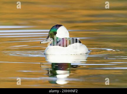 Canard Bufflehead avec des plumes de tête colorées dans un lac doré pendant la saison d'automne. Banque D'Images