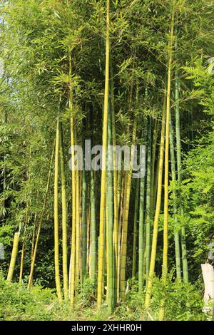 Bamboo - vues rapprochées de grandes plantes de bambou épaisses (Chine) Banque D'Images