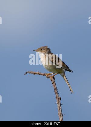 Un roat blanc commun également connu sous le nom de plus grand roat blanc, Curruca communis, chantant du haut d'un buisson. Banque D'Images