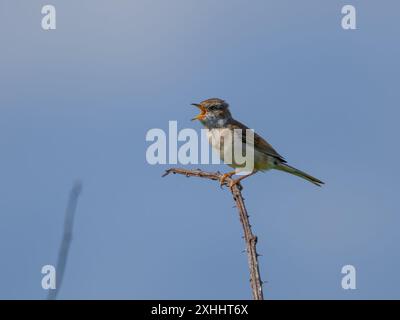 Un roat blanc commun également connu sous le nom de plus grand roat blanc, Curruca communis, chantant du haut d'un buisson. Banque D'Images