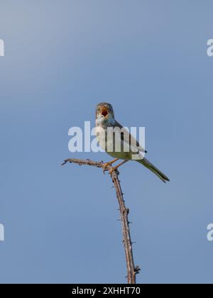 Un roat blanc commun également connu sous le nom de plus grand roat blanc, Curruca communis, chantant du haut d'un buisson. Banque D'Images