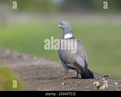 Un pigeon de bois commun, Columba palumbus, également connu sous le nom de simplement pigeon de bois. Banque D'Images