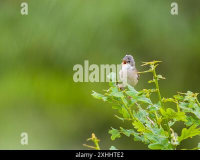 Un roat blanc commun également connu sous le nom de plus grand roat blanc, Curruca communis, chantant du haut d'un buisson. Banque D'Images