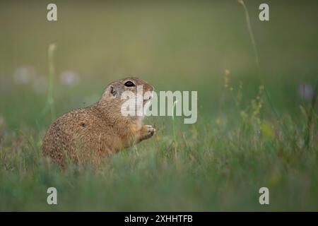 L'écureuil terrestre européen (Spermophilus citellus), connu sous le nom de souslik européen, espèce de la famille des écureuils, Sciuridae, dans son habitat naturel. Banque D'Images