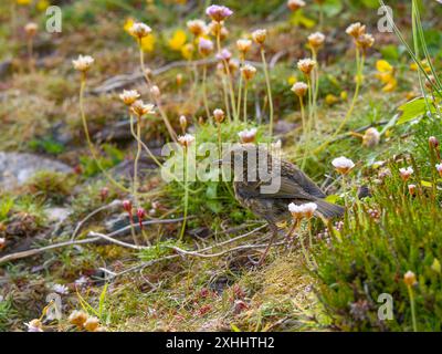 robin européen, Erithacus rubecula, connu sous le nom de robin ou robin RedBreast. Banque D'Images