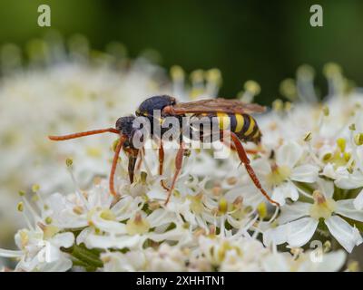 Nomada marshamella, l'abeille nomade de Marsham, reposant sur une fleur. Banque D'Images