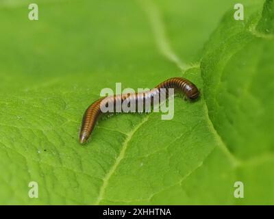 Ommatoiulus sabulosus, millipèdes rayés, reposant sur une feuille. Banque D'Images