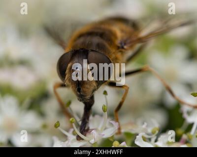 Une femelle Eristalis pertinax hoverfly, se nourrissant de fleurs blanches. Banque D'Images