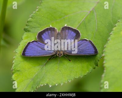 Un papillon pourpre à stries de cheveux, Favonius quercus, reposant sur une feuille aux ailes ouvertes. Banque D'Images