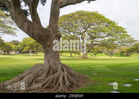 Arbres et racines au cimetière national Punchbowl à Honolulu, Oahu, Hawaii, États-Unis. Banque D'Images