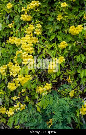 Fleurs jaunes de Trumpetbush à l'entrée du cimetière national de Punchbowl à Honolulu, Oahu, Hawaii, États-Unis. Banque D'Images