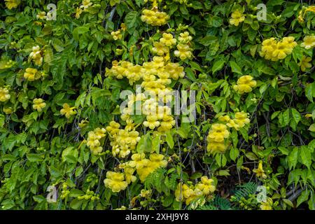 Fleurs jaunes de Trumpetbush à l'entrée du cimetière national de Punchbowl à Honolulu, Oahu, Hawaii, États-Unis. Banque D'Images