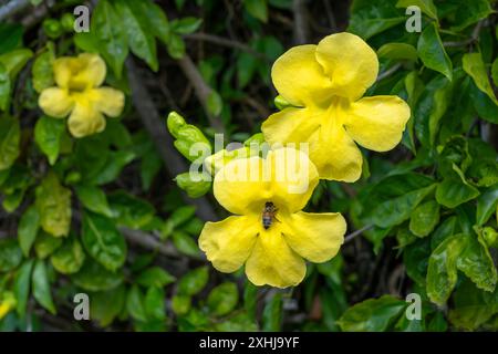 Fleurs jaunes de Trumpetbush à l'entrée du cimetière national de Punchbowl à Honolulu, Oahu, Hawaii, États-Unis. Banque D'Images