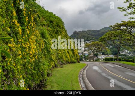 Fleurs jaunes de Trumpetbush à l'entrée du cimetière national de Punchbowl à Honolulu, Oahu, Hawaii, États-Unis. Banque D'Images