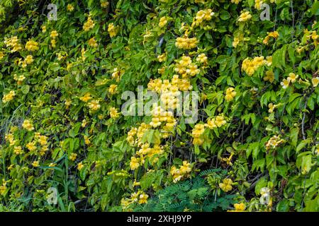 Fleurs jaunes de Trumpetbush à l'entrée du cimetière national de Punchbowl à Honolulu, Oahu, Hawaii, États-Unis. Banque D'Images