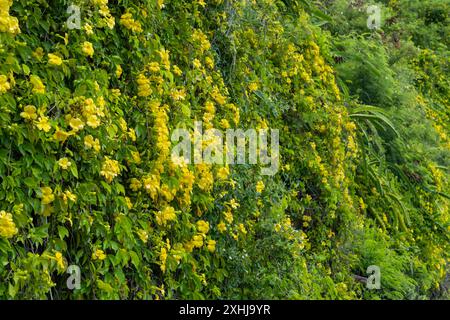 Fleurs jaunes de Trumpetbush à l'entrée du cimetière national de Punchbowl à Honolulu, Oahu, Hawaii, États-Unis. Banque D'Images