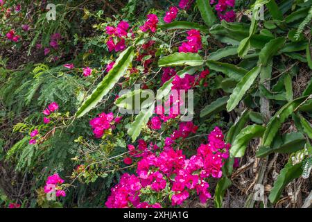 Fleurs de bougainvilliers au cimetière national Punchbowl à Honolulu, Oahu, Hawaii, États-Unis. Banque D'Images