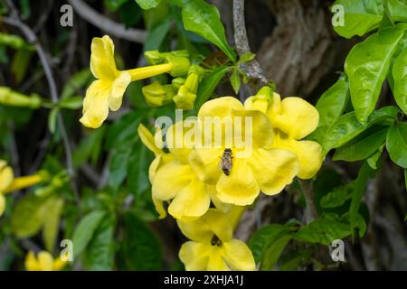 Fleurs jaunes de Trumpetbush à l'entrée du cimetière national de Punchbowl à Honolulu, Oahu, Hawaii, États-Unis. Banque D'Images