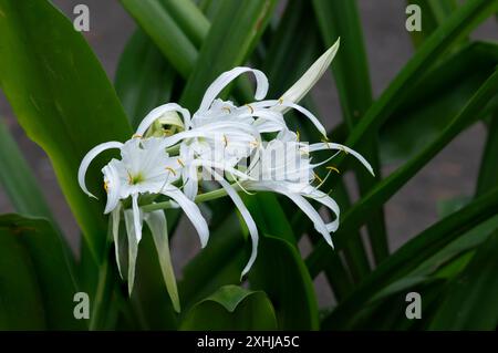 Une fleur de lis d'araignée dans les jardins botaniques Foster à Honolulu, Oahu, Hawaï, États-Unis. Banque D'Images
