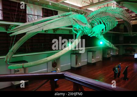 Squelette de baleine bleue de 24 m suspendu dans le hall, Boola Bardip, Musée d'Australie occidentale, Perth. Pas DE MR ou PR Banque D'Images