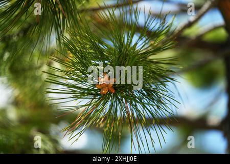 Lodgepole Pine - cônes de pollen en développement Banque D'Images