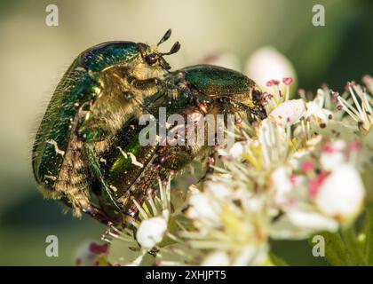 Accouplement de Chafers roses vertes, en latin Cetonia aurata, sur fleur blanche et rouge Banque D'Images