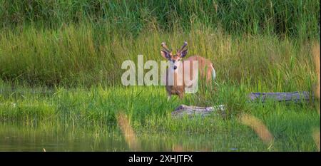 Buck à queue blanche un soir de juillet dans le nord du Wisconsin. Banque D'Images