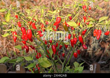 Piments chauds Habanero, Capsicum chinense, Solanacées. ROYAUME-UNI. Piments, également orthographiés chili ou piment. Banque D'Images