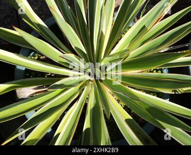 Une plante variée de Yucca, Yucca sp., Asparagaceae. Amériques. Ils sont originaires des Amériques et des Caraïbes dans un large éventail d'habitats. Banque D'Images