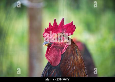 Gros plan d'un coq avec un peigne rouge proéminent et des plumes détaillées debout dans un cadre de ferme verdoyant. Banque D'Images