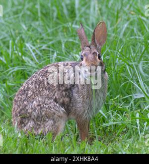 Lapin des marais (Sylvilagus aquaticus) mangeant de l'herbe, parc d'état de Brazos Bend, Needville, Texas, États-Unis. Banque D'Images