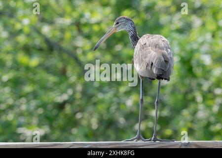 Limpkin (Aramus guarauna) survolant un lac forestier, comté de Fort Bend, Texas, États-Unis. Banque D'Images