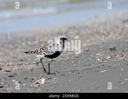Pluvier à ventre noir (Pluvialis squatarola) traversant la plage Banque D'Images