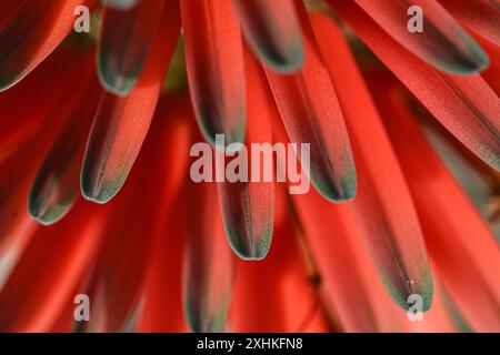 Macrophotographie d'une plante d'aloe ferox dans les jardins botaniques royaux de Victoria, Melbourne, Australie. Banque D'Images