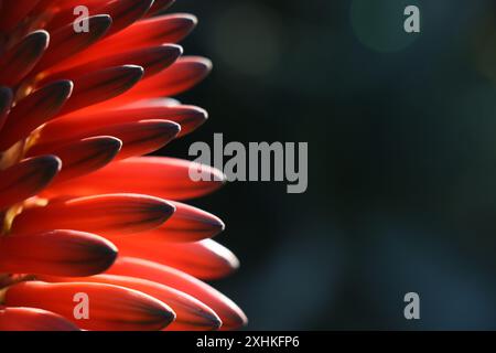 Macrophotographie d'une plante d'aloe ferox dans les jardins botaniques royaux de Victoria, Melbourne, Australie. Banque D'Images